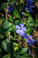 Nice violet flowers vinca on green leaves background spring nature macro