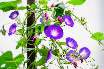 Many delicate vivid blue and purple flowers of morning glory plant in a a garden in a sunny summer garden, outdoor floral background photographed with soft focus.