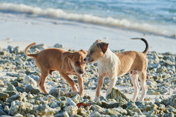Brother and sister dogs running on the beach