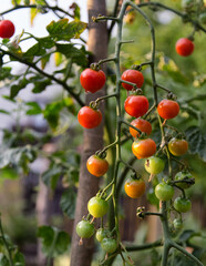 Branch of ripe and green cherry tomatoes in a garden. Tomato plant in vegetable nursery. Tomato bush.