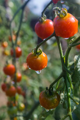 Branch of ripe and green cherry tomatoes in a garden. Tomato plant in vegetable nursery. Tomato bush.