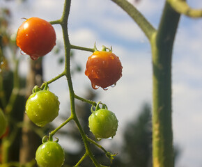 Tomato plant's Branch  ripe and green cherry tomatoes against blue sky. Tomato plant after rain  in a garden.