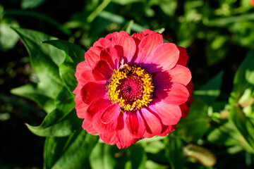 Close up of one beautiful large red zinnia flower in full bloom on blurred green background, photographed with soft focus in a garden in a sunny summer day.