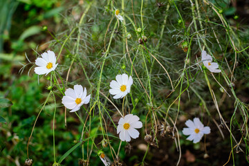 Many delicate white flowers of Cosmos plant in a British cottage style garden in a sunny summer day, beautiful outdoor floral background photographed with soft focus.