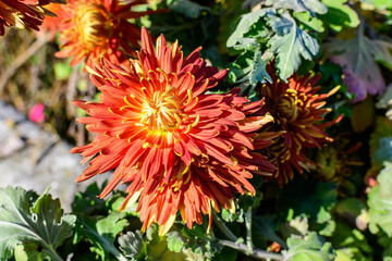 Many vivid orange Chrysanthemum x morifolium flowers in a garden in a sunny autumn day, beautiful colorful outdoor background photographed with soft focus.