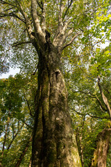 青森県　白神山地　十二湖のブナ林