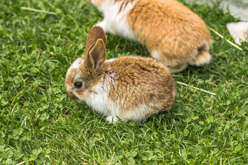 A group of domestic rabbits sitting outdoors.Little rabbits eating grass.Newborn animals in grass.Funny adorable baby rabbits asking for food.Cute Easter bunny close up.Agricultural scenery.
