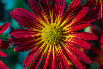 Beautiful  red chrysanthemums close up in autumn Sunny day in the garden. Autumn flowers. Flower head