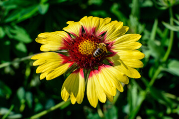 One vivid yellow and red Gaillardia flower, common known as blanket flower,  and blurred green leaves in soft focus, in a garden in a sunny summer day, beautiful outdoor floral background.