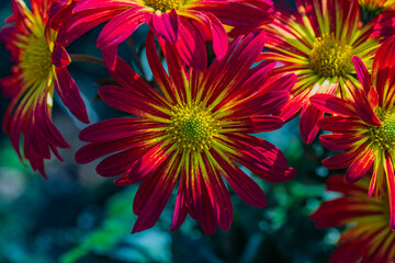 Beautiful  red chrysanthemums close up in autumn Sunny day in the garden. Autumn flowers. Flower head