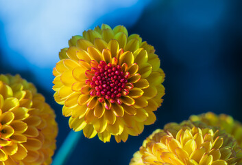 Beautiful  yellow chrysanthemums close up in autumn Sunny day in the garden. Autumn flowers. Flower head