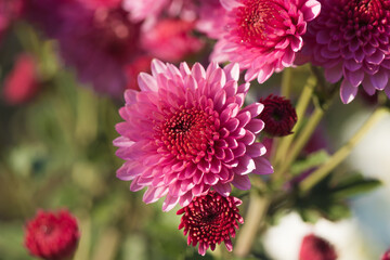 Beautiful  pink chrysanthemums close up in autumn Sunny day in the garden. Autumn flowers. Flower head