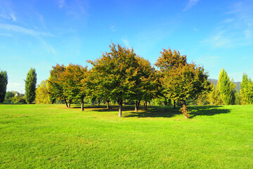 Naklejka premium Lush parkland with group of autumn trees. Italy.