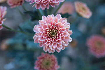 Beautiful  pink chrysanthemums close up in autumn Sunny day in the garden. Autumn flowers. Flower head