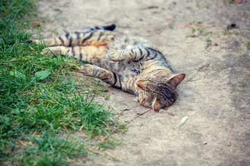 Striped cat lying on the ground in the yard