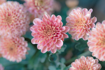 Beautiful  pink chrysanthemums close up in autumn Sunny day in the garden. Autumn flowers. Flower head