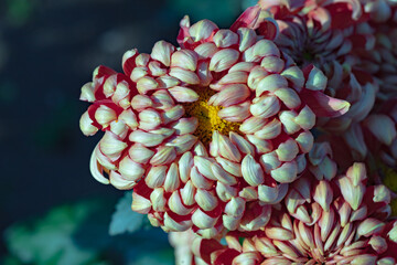 Beautiful  yellow chrysanthemums close up in autumn Sunny day in the garden. Autumn flowers. Flower head