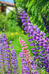 Obraz premium flowers in the garden