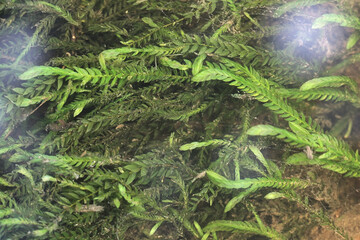 Fontinalis antipyretica, known as the antifever fontinalis moss, greater water-moss, or common...