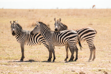 Fototapeta na wymiar three zebras standing sideways looking at photographer (funny trio)