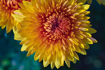 Beautiful  yellow chrysanthemums close up in autumn Sunny day in the garden. Autumn flowers. Flower head