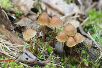Mycena silvae-nigrae, known as Pine bonnet, an early spring bonnet growing on May in Finland