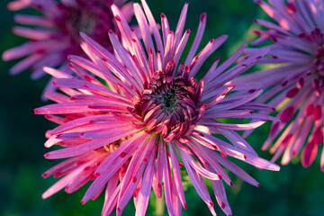 Beautiful  pink chrysanthemums close up in autumn Sunny day in the garden. Autumn flowers. Flower head