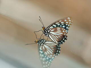 Obraz premium Closeup of yellow butterfly on glass, with a perfect mirror image.
