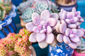 Obraz premium Miniature succulent plants (succulent cactus) at the garden