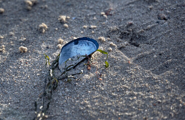 Empty blue mussel shell and algae in the sand on the beach of the Baltic Sea, concept for tourism versus environmental protection, copy space