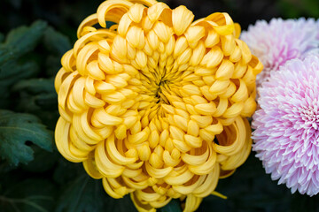 Beautiful  yellow chrysanthemums close up in autumn Sunny day in the garden. Autumn flowers. Flower head