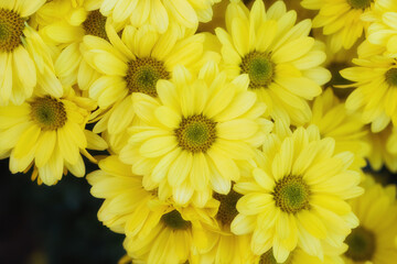 Beautiful  yellow chrysanthemums close up in autumn Sunny day in the garden. Autumn flowers. Flower head