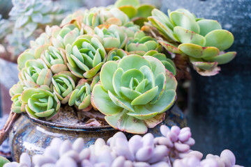 Miniature succulent plants (succulent cactus) at the garden