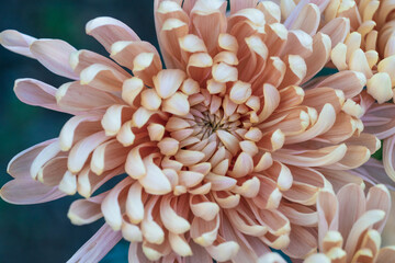 Beautiful  pink chrysanthemums close up in autumn Sunny day in the garden. Autumn flowers. Flower head