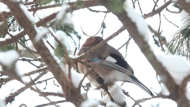 a jay sits on a tree branch in winter and flies away