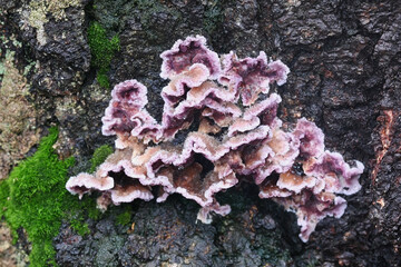 Chondrostereum purpureum, commonly known as the silverleaf fungus, used as a biological control agent for stump sprouting