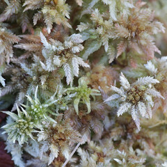 Spaghnum medium (Spaghnum divinum), a peat moss or bog-moss from Finland