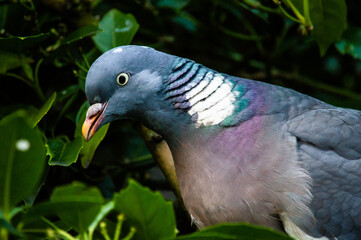 Portret of a Pigeon