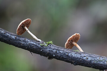 Tubaria conspersa, commonly known as the felted twiglet, wild mushroom from Finland