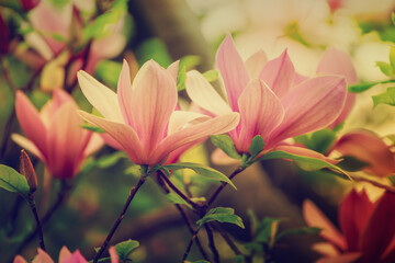 Magnolia spring flowers