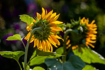 Two sun-lit sunflowers in the garden