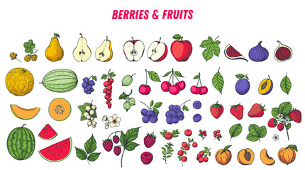 Berries and fruits drawing collection. Hand drawn berry and fruit. Vector illustration.