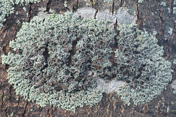 Physcia aipolia, known as Hoary Rosette Lichen, a lichenized fungus from Finland © Henri Koskinen