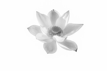 lotus flower black and white isolated on white background