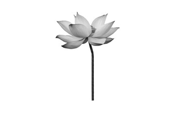 Black white Lotus flower isolated on white background. File contains with clipping path so easy to work.