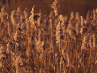 Fototapeta premium Close-up Ear of dry grass in the winter meadow. The background is blurry.