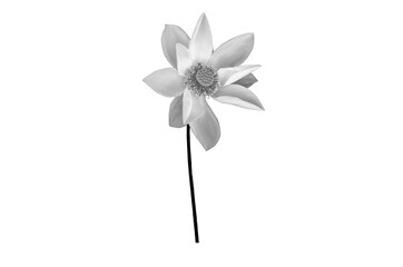 Black white Lotus flower isolated on white background. File contains with clipping path so easy to work.