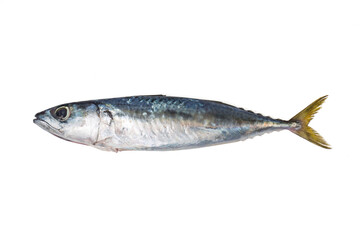 spanish mackerel