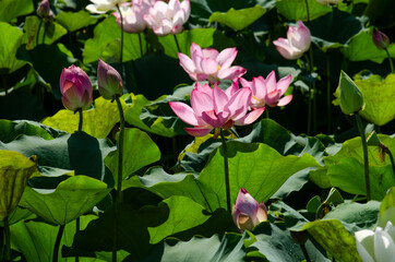 Lotus flower and green leaves lotus nature background in pond panoramic. Blank copy space