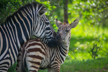 Fototapeta na wymiar Zebra family resting in the shadow in Quenn Elizabeth National Park of Uganda...
